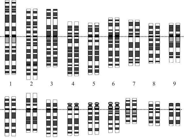In what year was the draft sequence of the human genome completed?