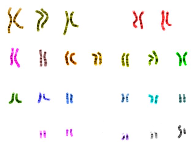 What is a genome?