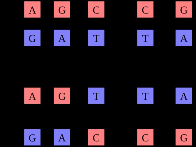 What do the initials A, T, C and G stand for?