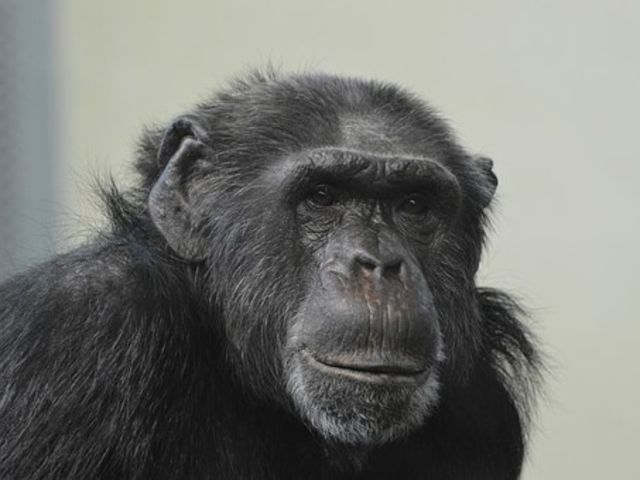 What is the loudest animal in the world, capable of making sounds of up to 188 decibels?