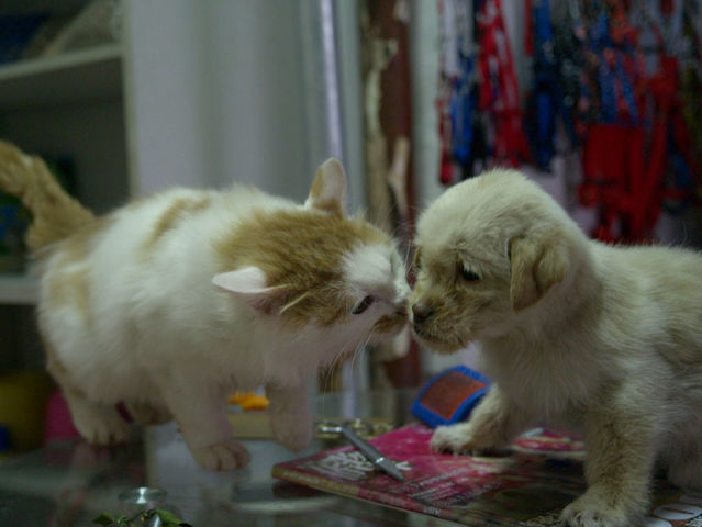 Pick the dogs that appeal to you most: