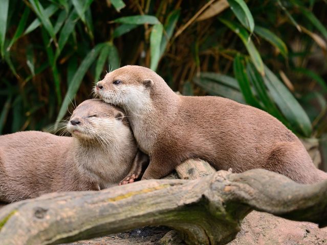 Choose a spirit otter: