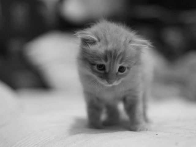 What color is this kitten?