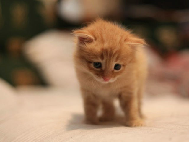 What color is this kitten?