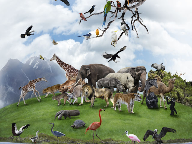 Choisis un animal :