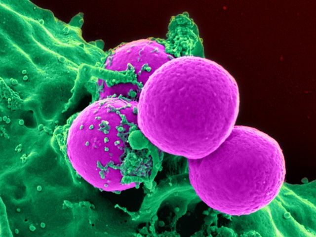 What are the two main groups into which cells are classified?