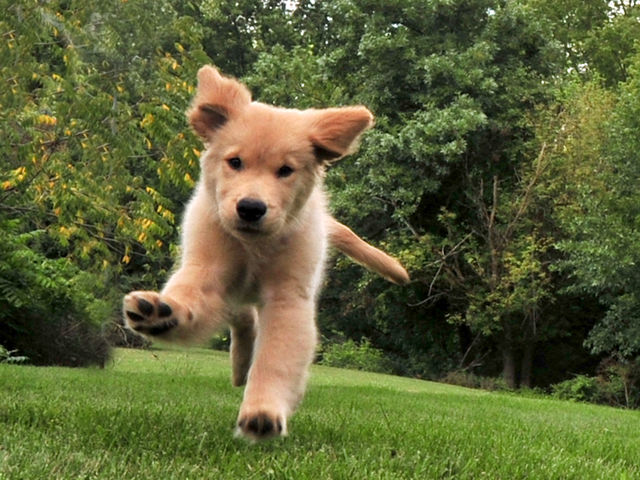 What would you and your pet do on an ideal day?