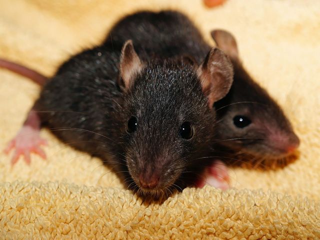 Mayor Bill de Blasio announced on Thursday that the city will make a $750,000 investment to combat the rodent problem in which NYC neighborhood?