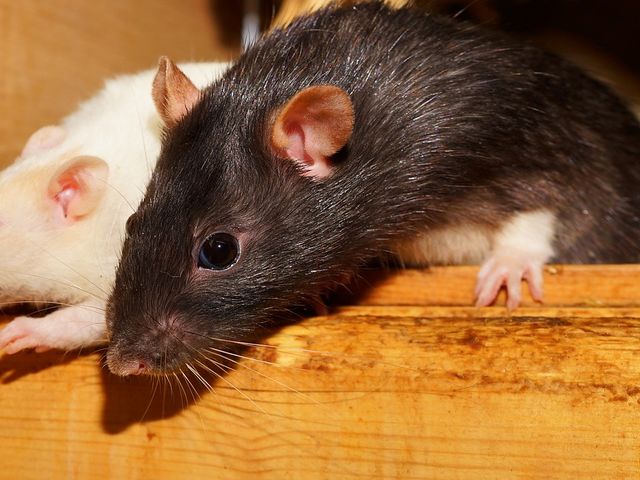 The effort will reduce rodent activity in certain playgrounds, parks, and schools.