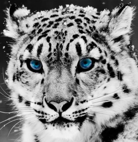 Snow Leopard