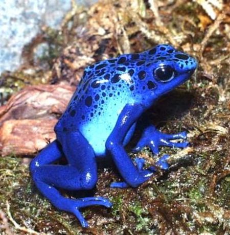 Frog