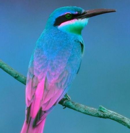 Mexican bee-eater