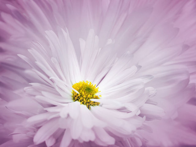 Choose a flower: