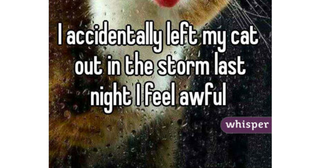 If you were this cat, would you forgive your owner?