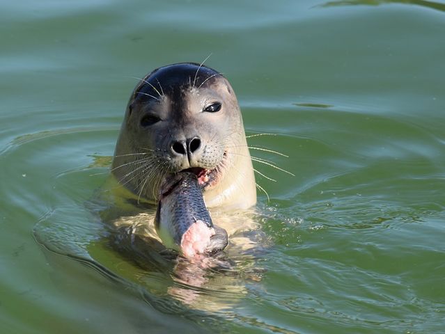 Hvor holder sælkolonien nær Læsø til?