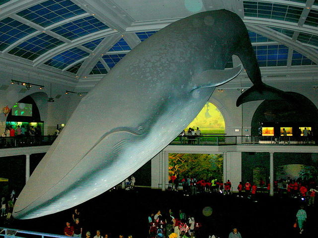 This week, The New York Times ran a story on how which NYC museum cleans its famous life-size model of a blue whale?