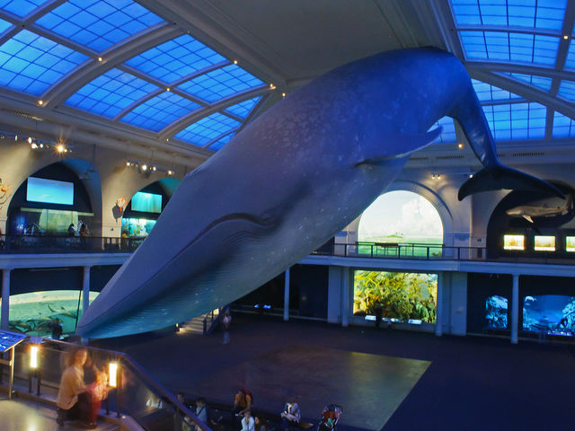 Exhibition maintenance manager Trenton Duerksen spends two days a year cleaning the whale on a cherry picker with a vacuum.