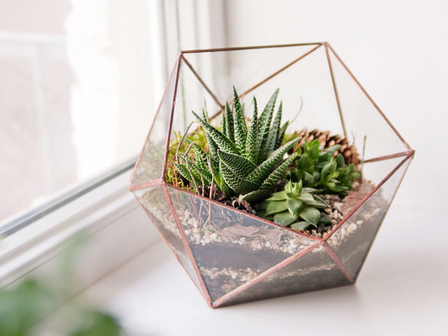 Which plant would you choose for your apartment?