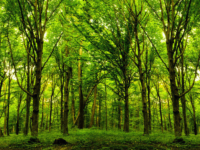 Choose a picture of nature.