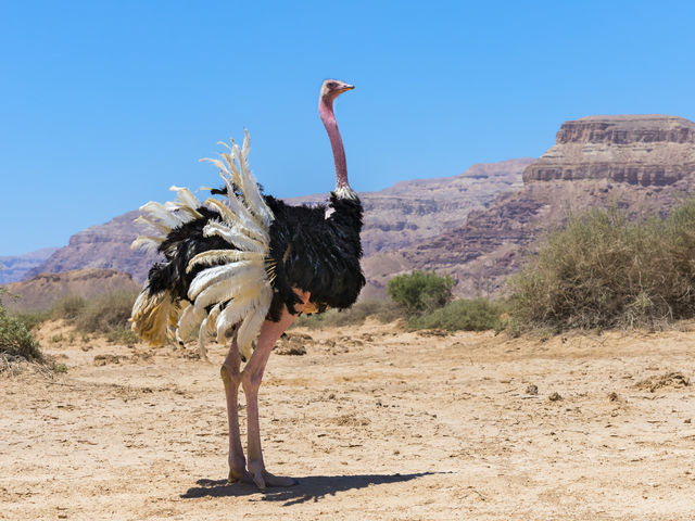 Pick a land bird: