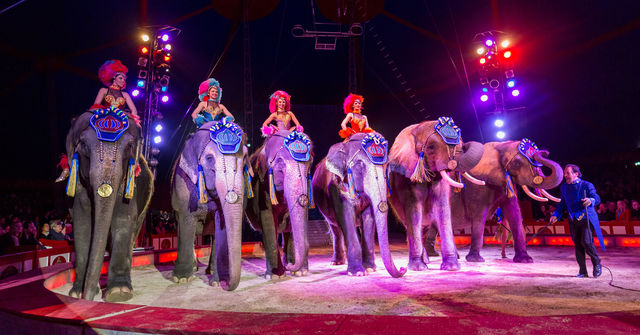 Was ist Ihre Lieblings-Tierdarbietung im Circus Krone?