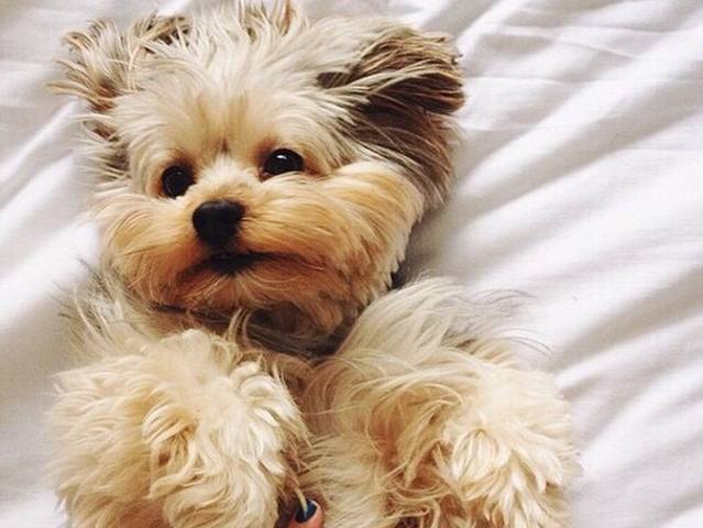 You can only have one of these cute little puppies. Which will it be?