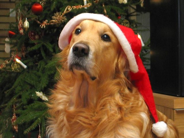 Chose your festive hat.