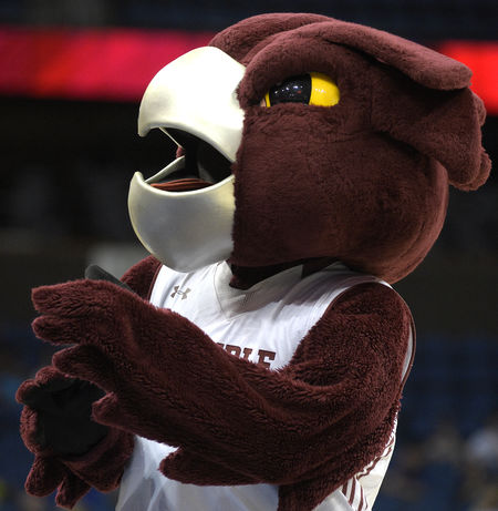 Owls
