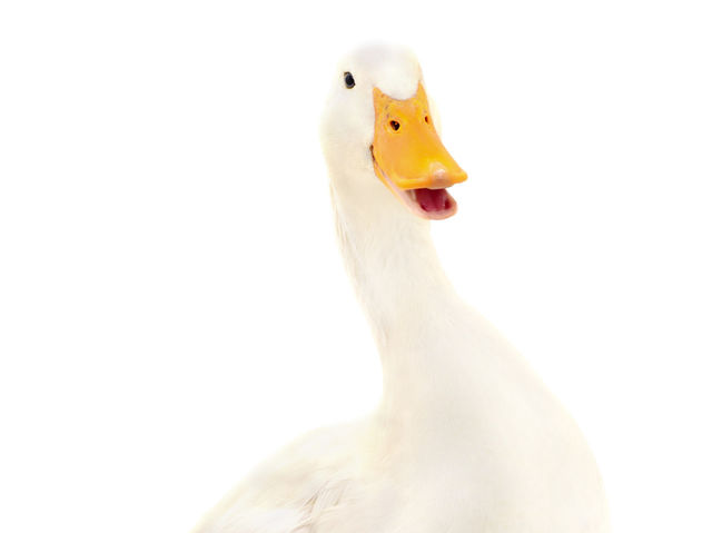Choose an image of a duck: