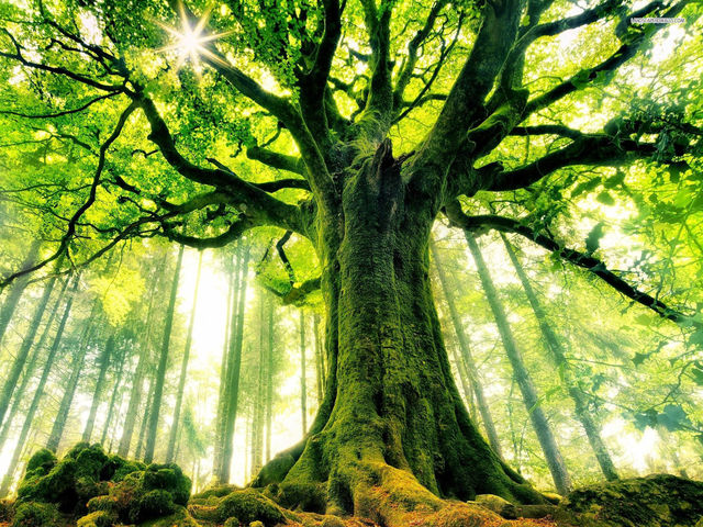 Choose a tree.