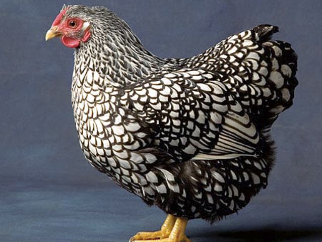 What is this animal?