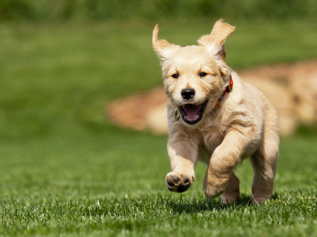 The AVERAGE life expectancy for dogs is: