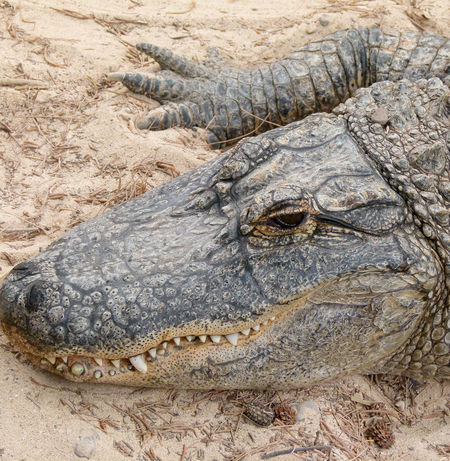 Alligator