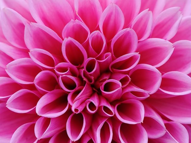 Choose a flower