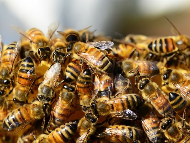 A huge swarm of bees suddenly arrived at the building on Tuesday, a crew of beekeepers was called to remove them.