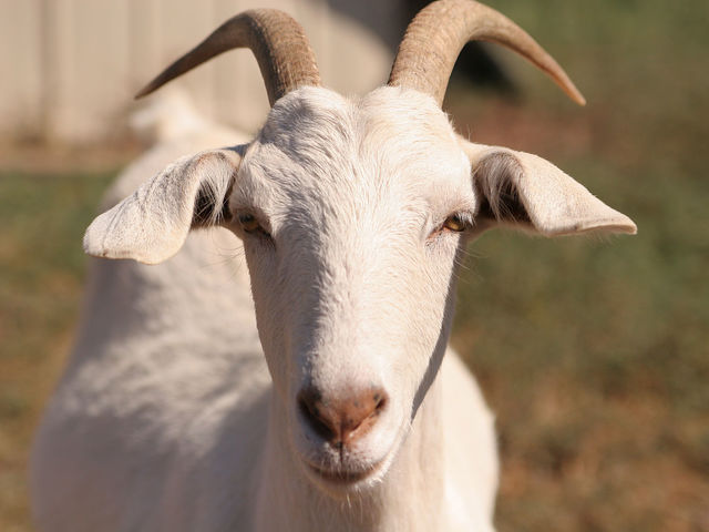 The officers were able to catch the goat, which was spotted at 98th Street and 109th Avenue, behind MS 137, in South Ozone Park.