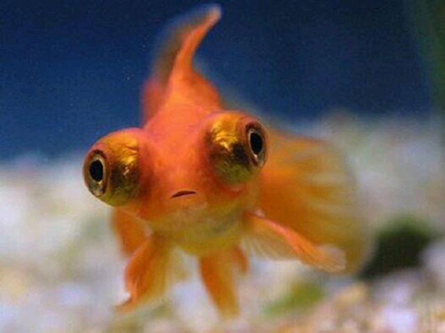 Which of these fish is the most hideous?