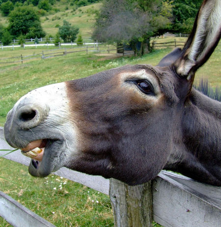 Donkey