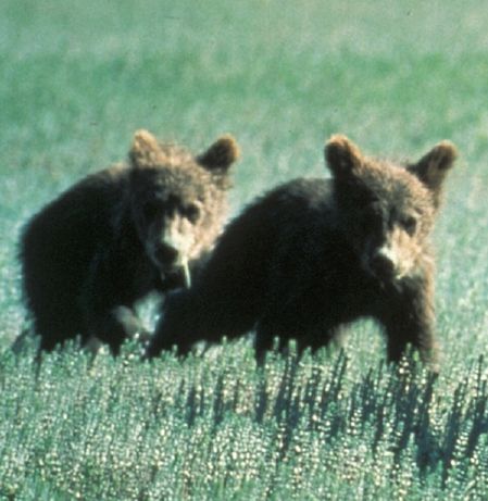 2 Bear Cubs