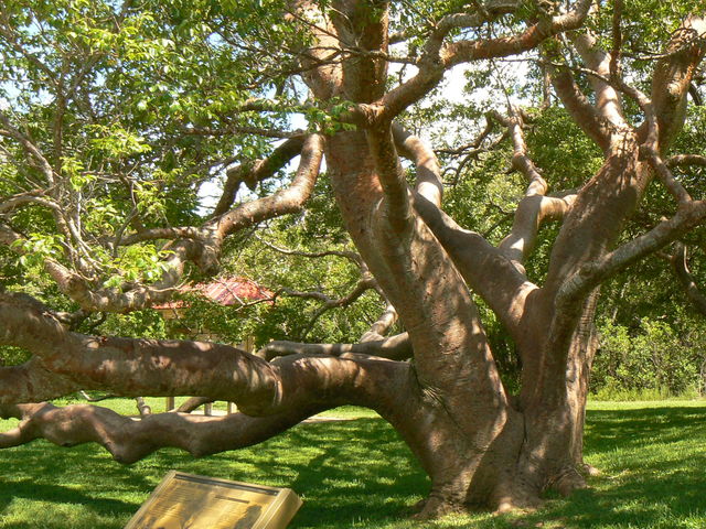 A tree fell in which park on Tuesday morning, injuring a mother and her three children?