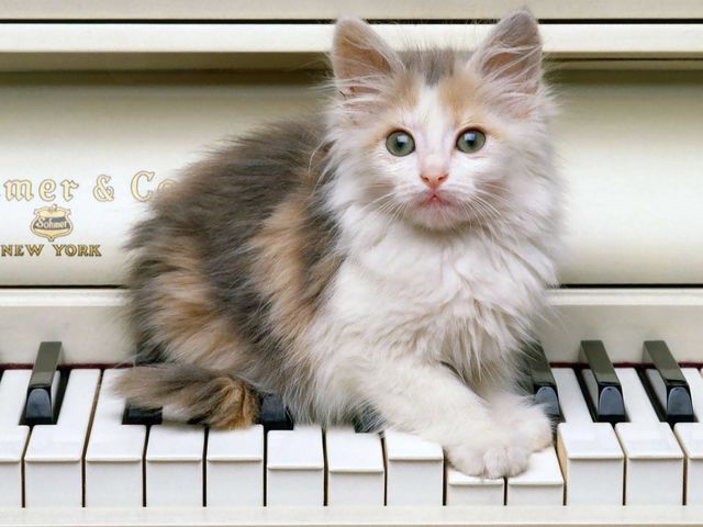 Which of these items is your cat most likely to play with?