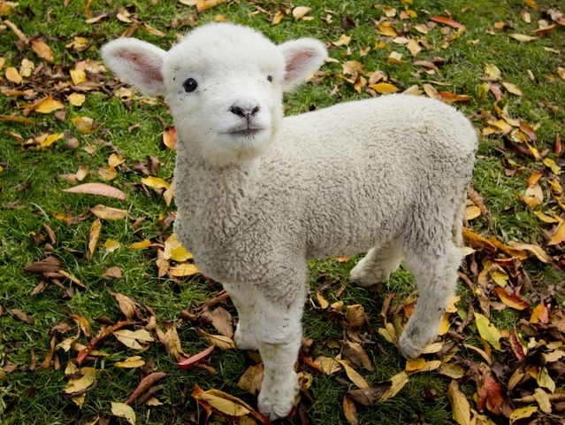 First, pick a photo that represents innocence to you.