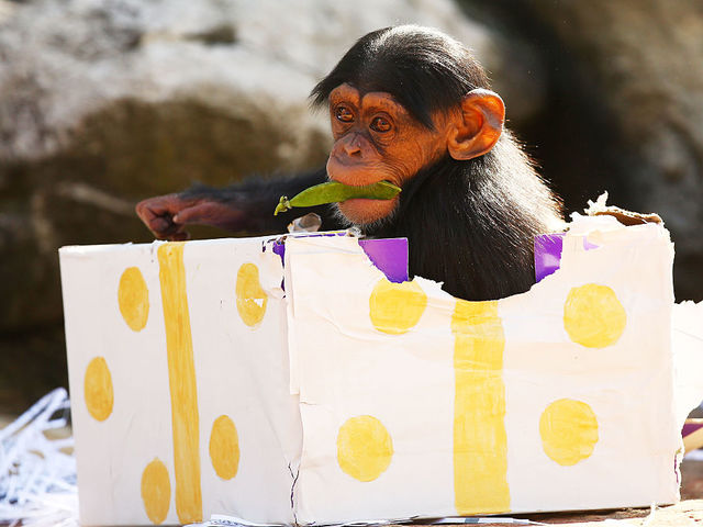 Which of these baby monkeys best describes your current mood?