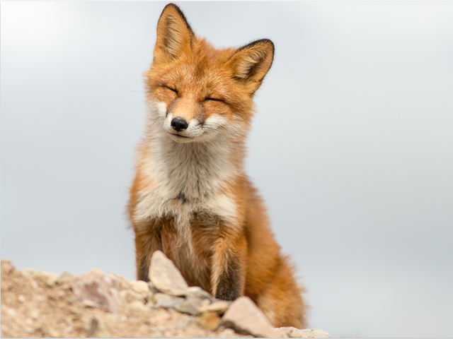 Which of these foxes makes you grin the widest?