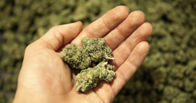 Should recreational marijuana be legal throughout the United States?