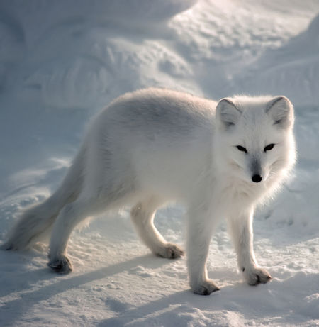 Arctic Fox