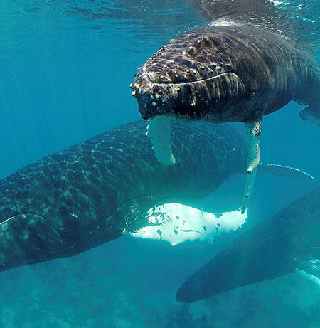 Gray Whale
