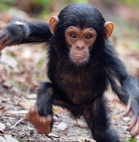 Chimpanzee