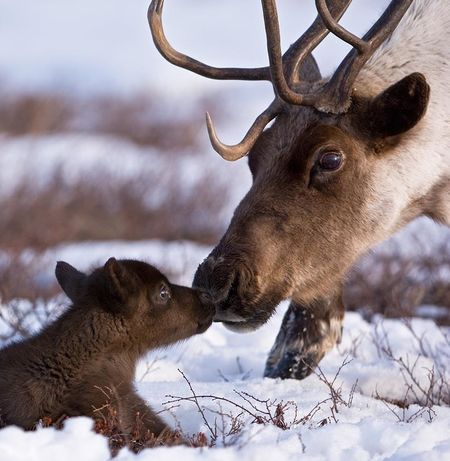 Reindeer