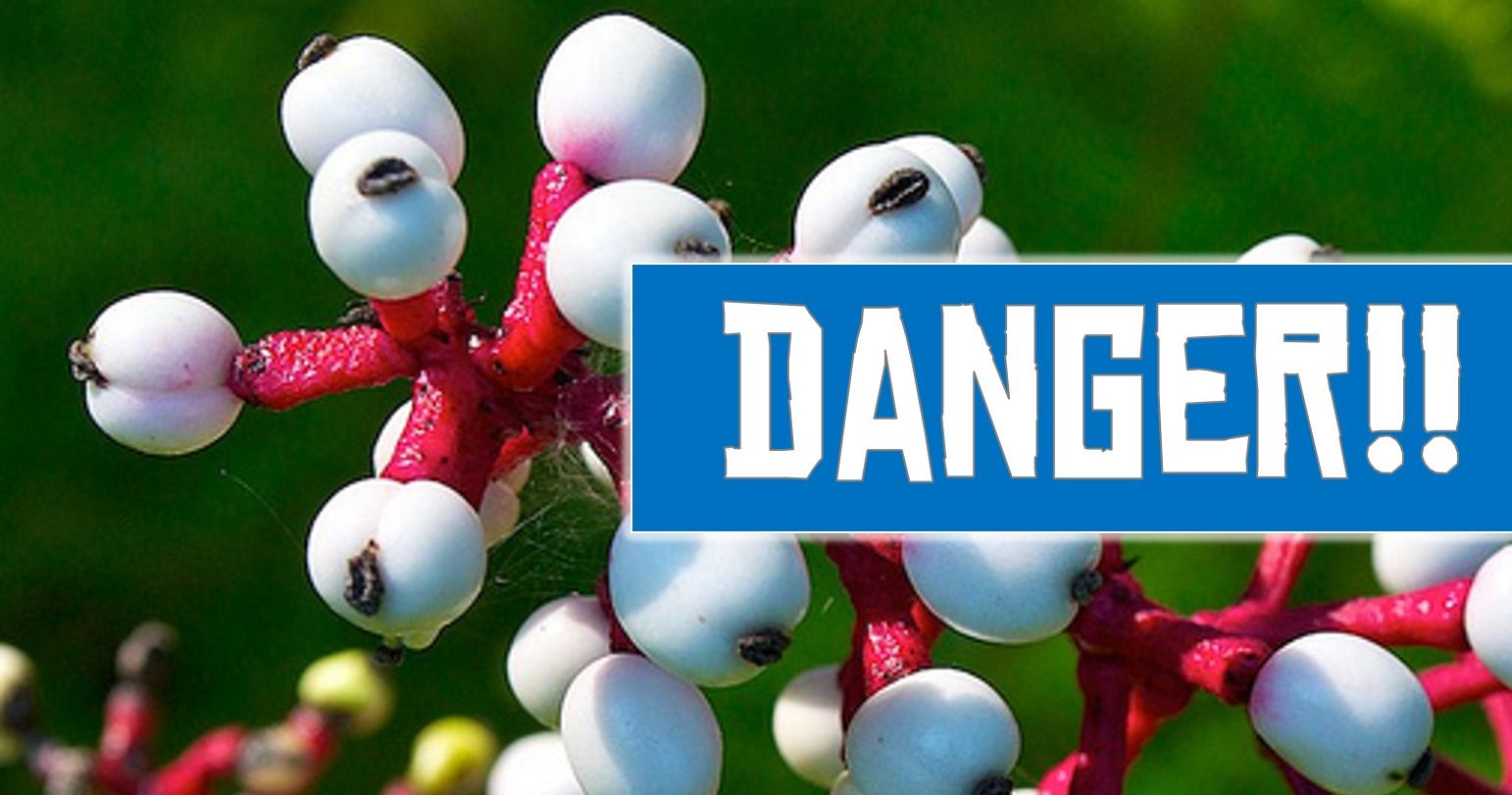 Which Lethal Flower Is Your Revenge? Playbuzz